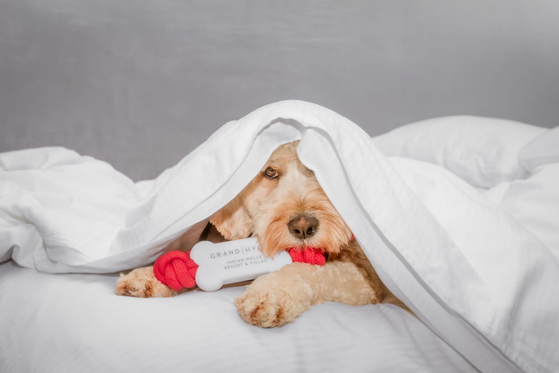 a dog lying under a blanket with a bone in its mouth
