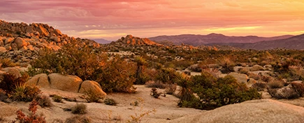 a desert landscape with bushes and mountains