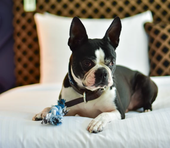 a dog lying on a bed
