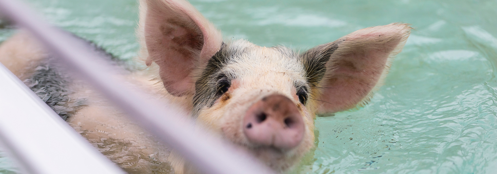a pig swimming in water