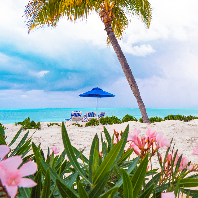 a beach with palm trees and umbrellas