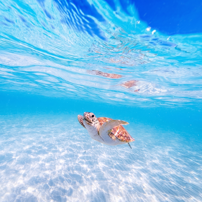 a turtle swimming in the water