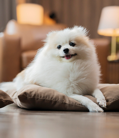 a dog lying on a pillow