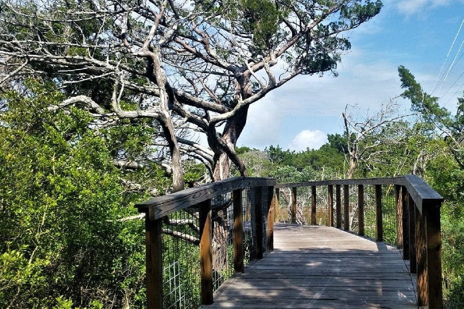 a wooden walkway with a fence and trees