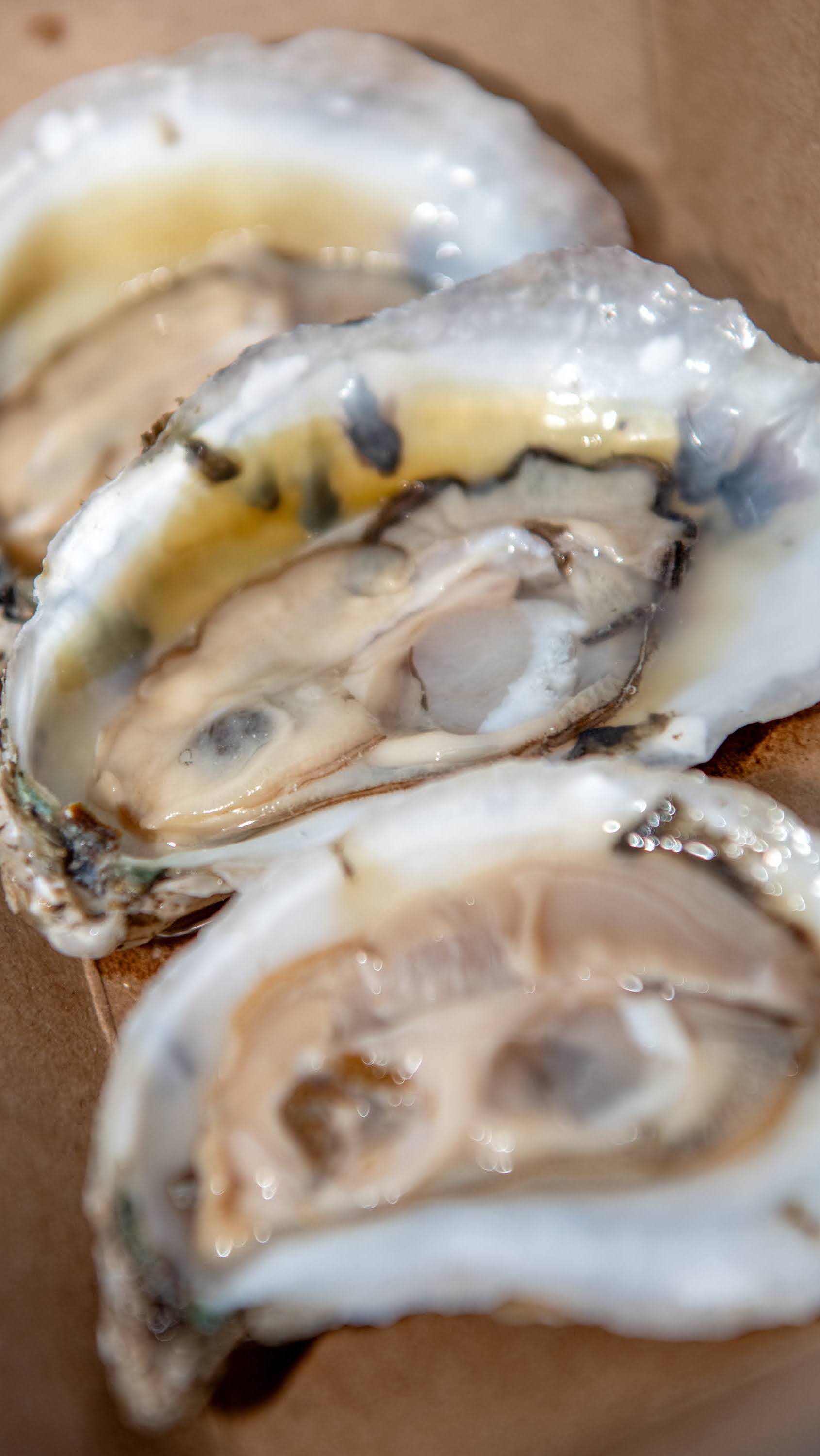 a close up of a oyster