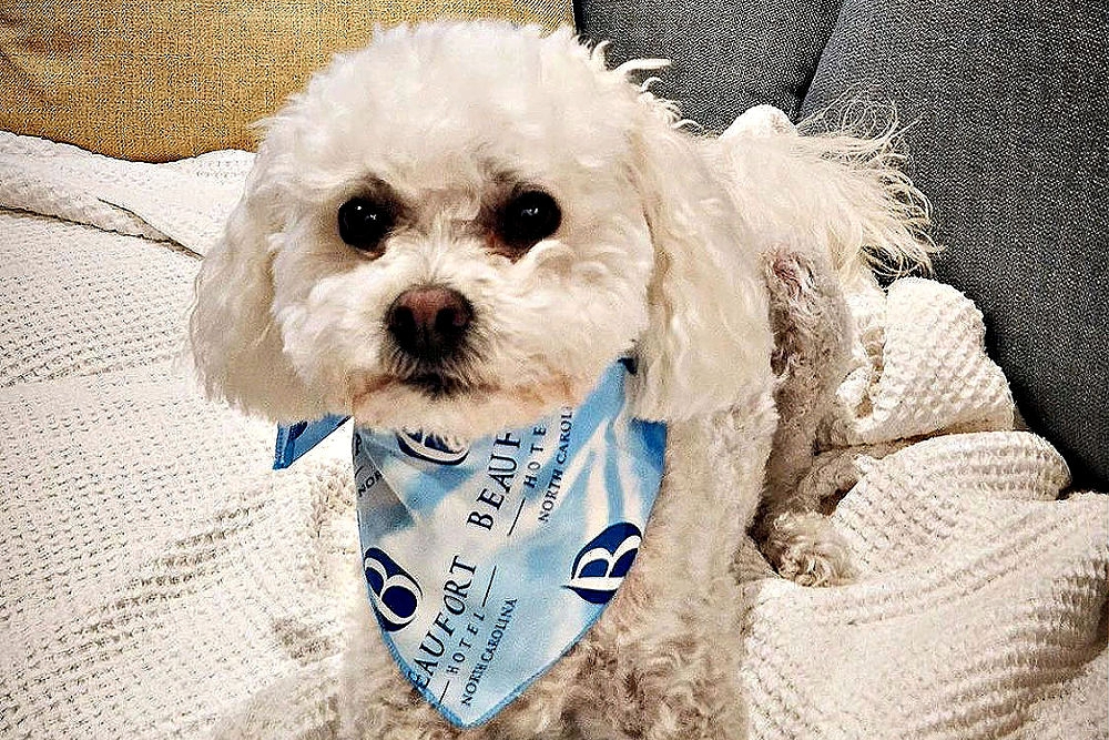 a dog wearing a scarf