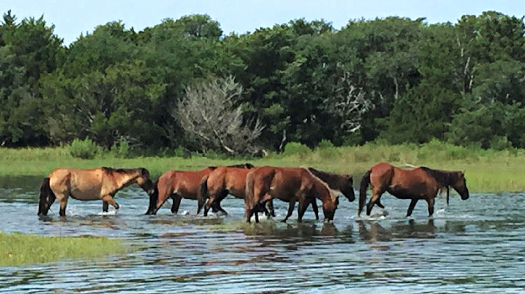 a group of horses in a body of water