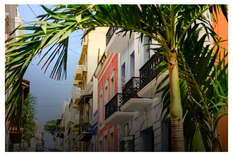 palm tree with green leaves in front of buildings