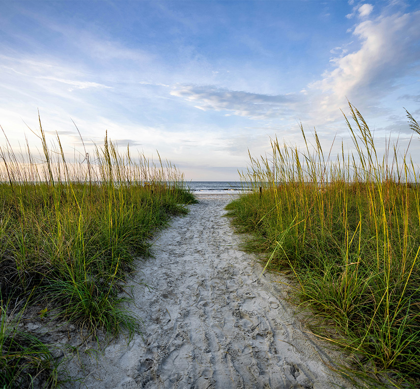 a path through tall grass
