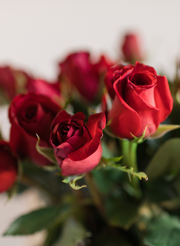 a group of red roses