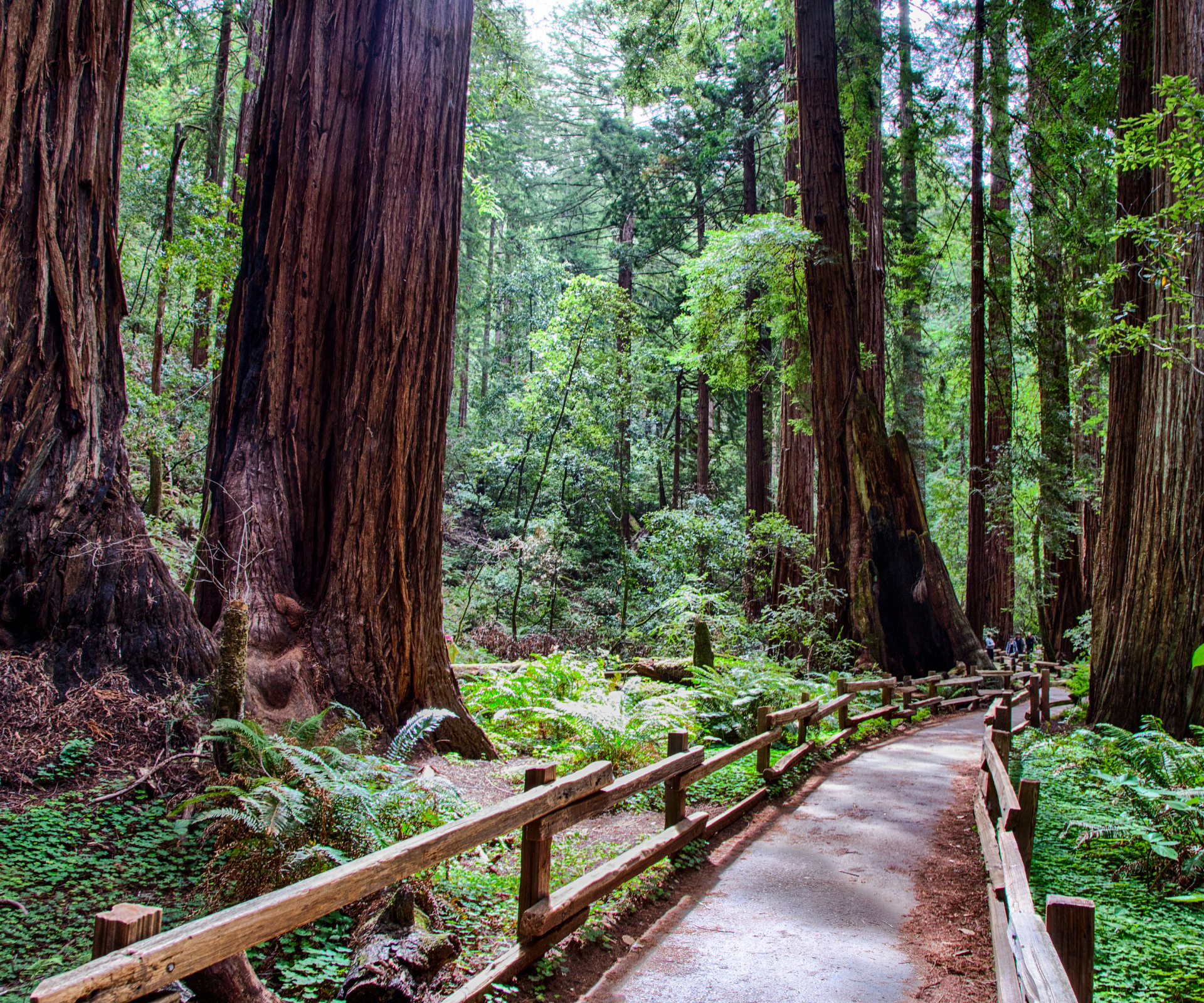 a path through a forest