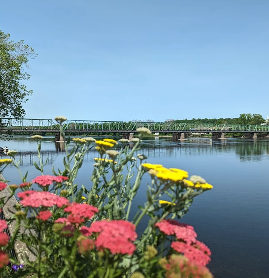 a group of flowers next to a body of water