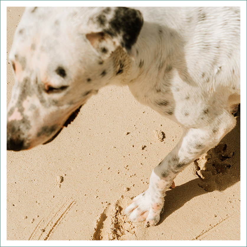 melbournebeachresortandsurfclub accommodations amenities petfriendlyperks