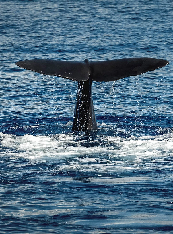 a whale's tail above the water