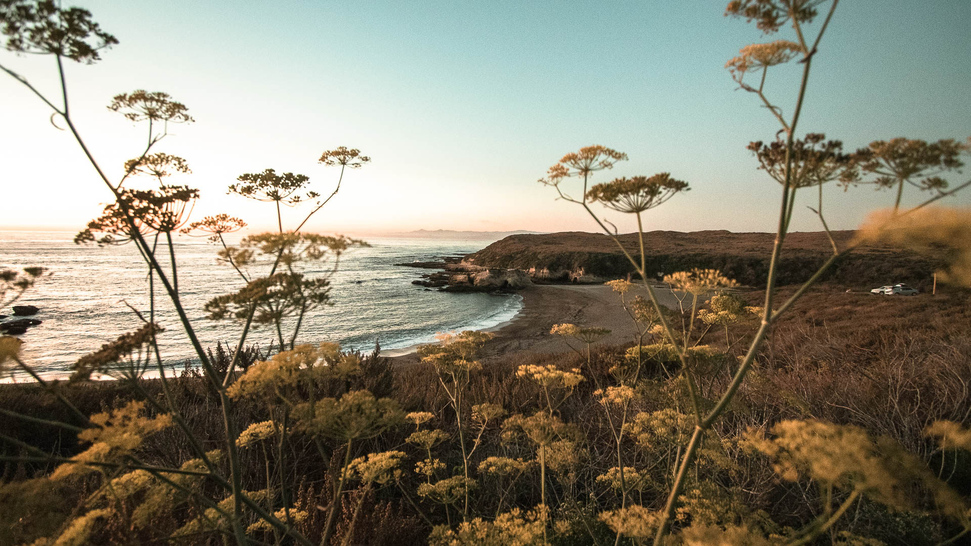 A serene beach scene with a sandy shore, ocean, and plants in the foreground.