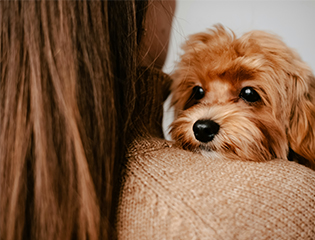 a dog on a person's shoulder