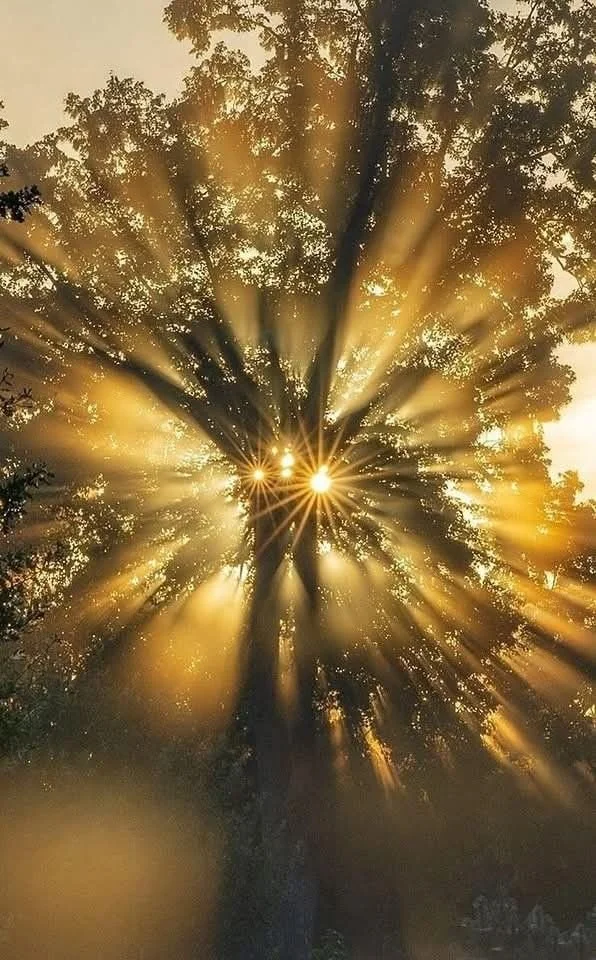sun shining through the trees