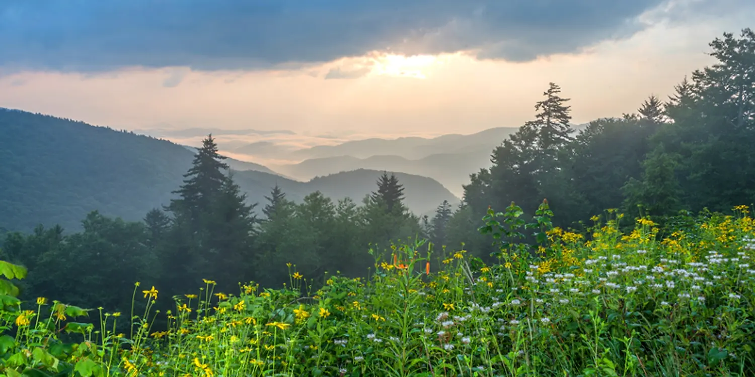 a view of a forest and mountains from a hill