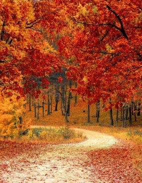 a path through a forest with red and yellow leaves