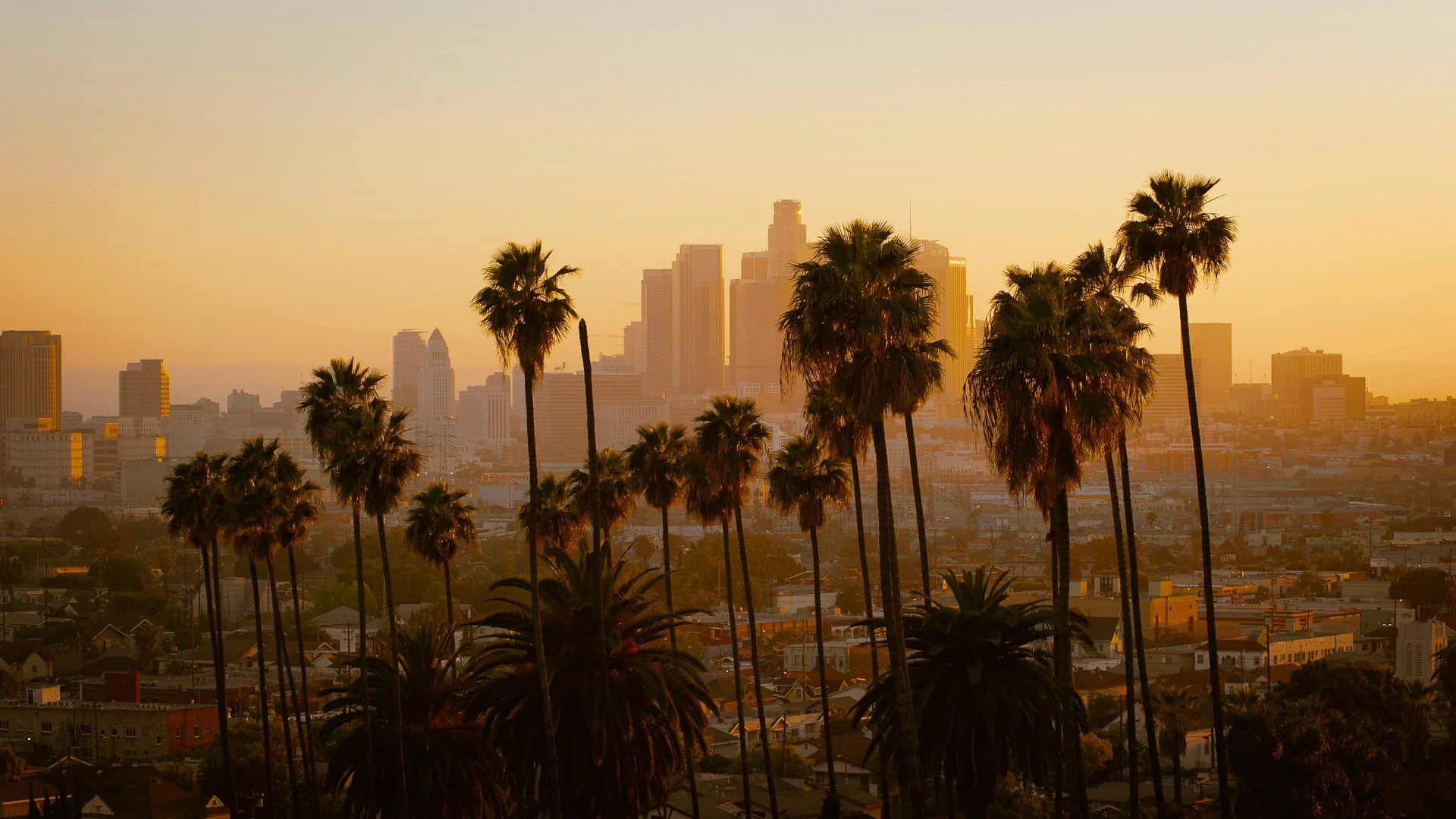 A city skyline with palm trees in the foreground at sunset