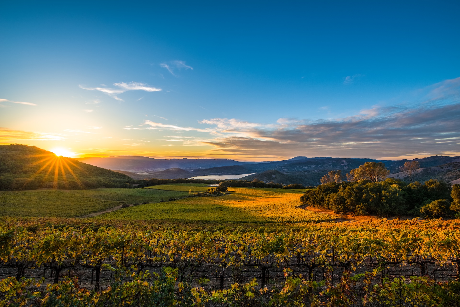 a vineyard with trees and mountains in the background