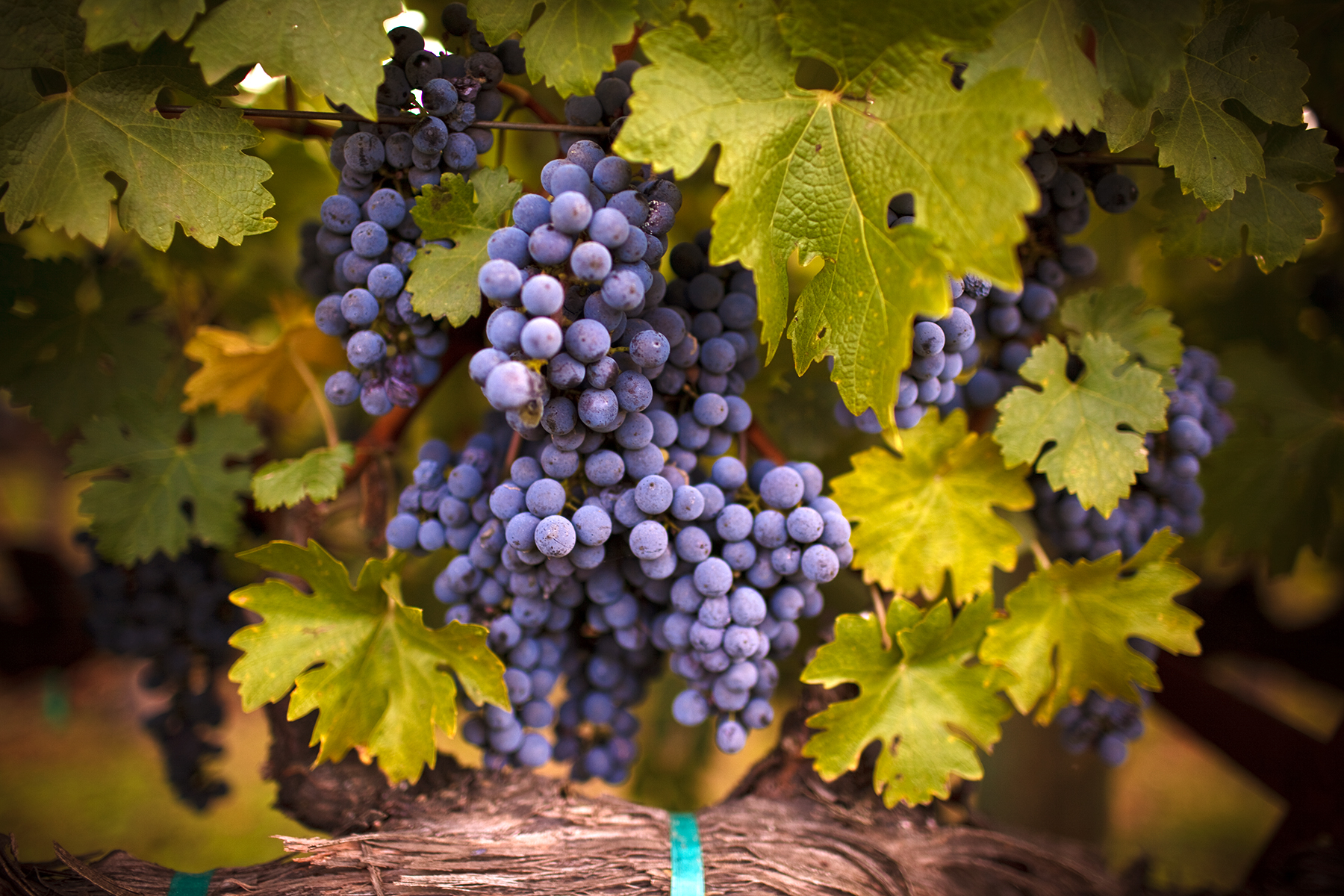 a bunch of grapes on a vine