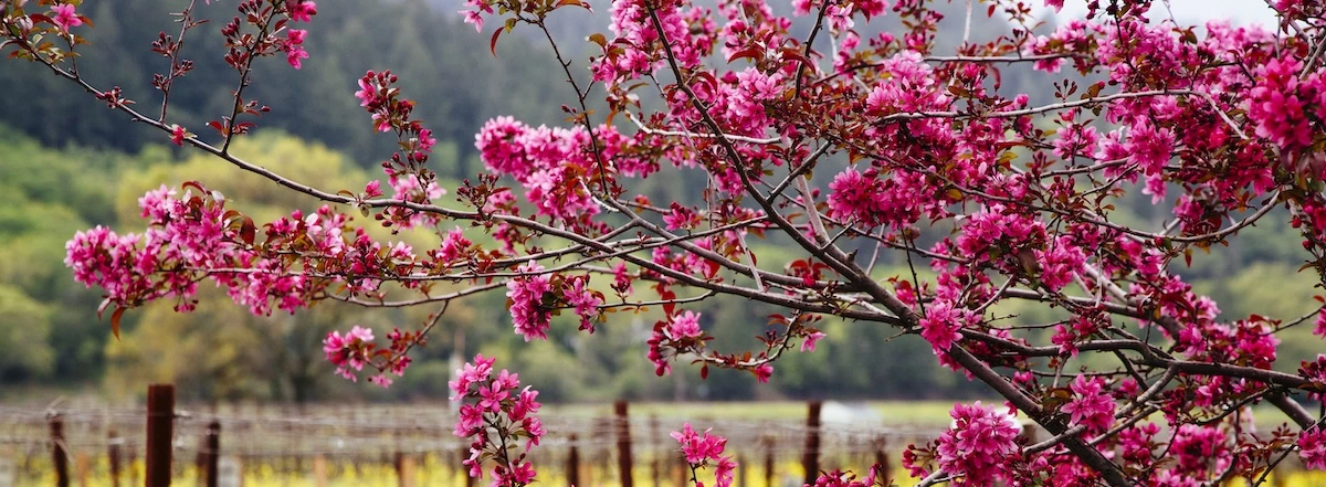 a tree with pink flowers