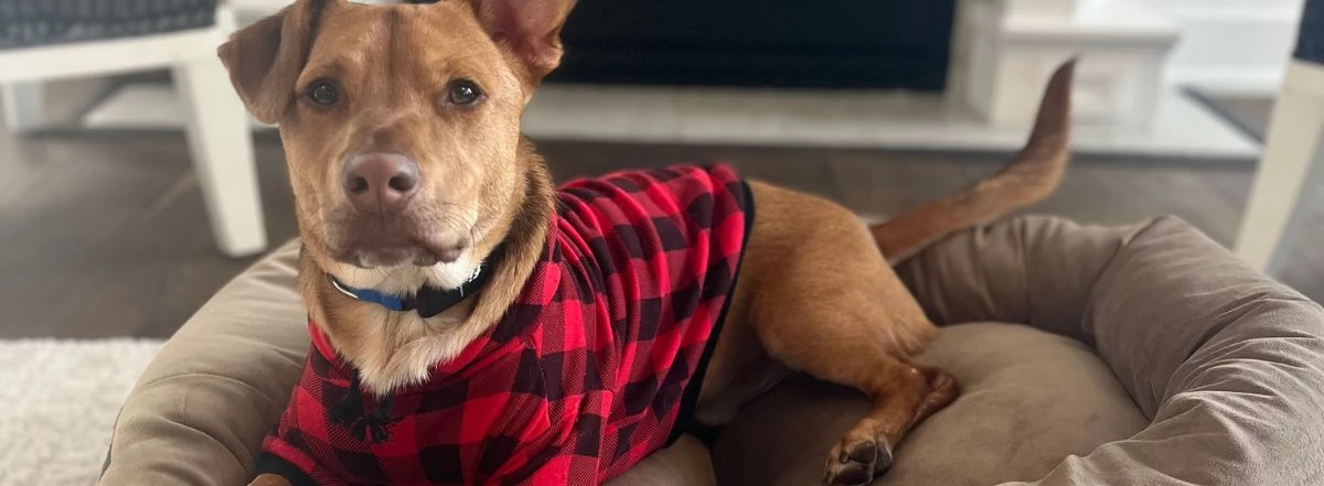 a dog wearing a red and black shirt