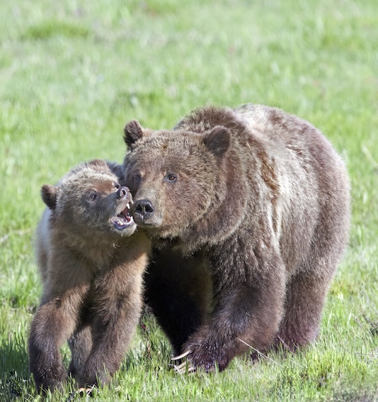 two bears playing in the grass