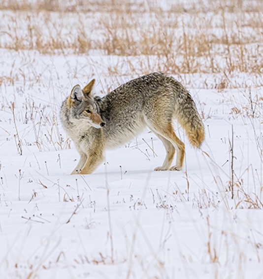 a fox standing in the snow