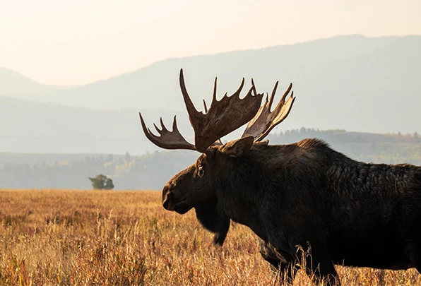 a moose with large antlers in a field