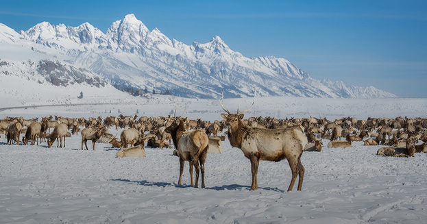 a group of deer in the snow