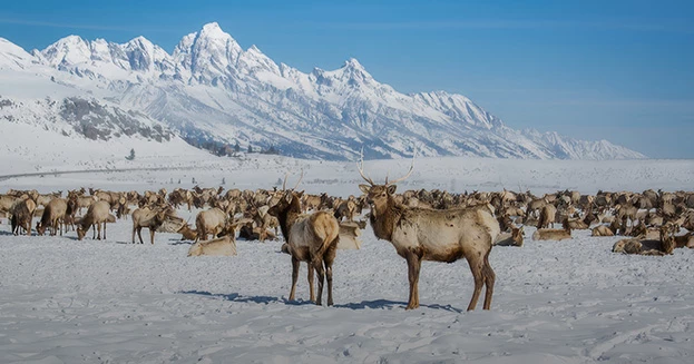 a group of deer in the snow