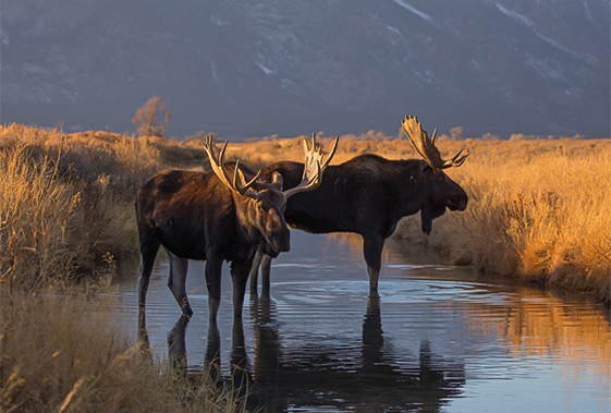 a group of moose standing in a river
