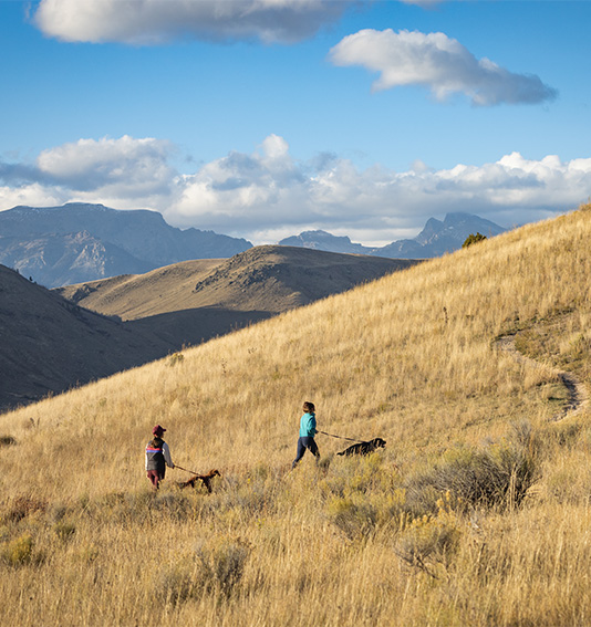 people walking dogs on a hill