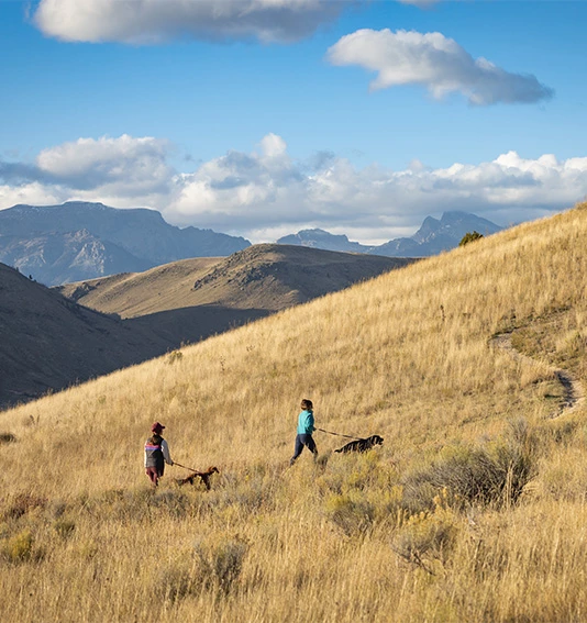 people walking dogs on a hill