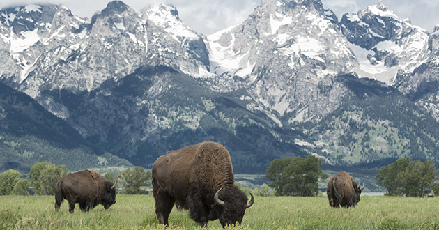a group of buffalo grazing in a field with mountains in the background