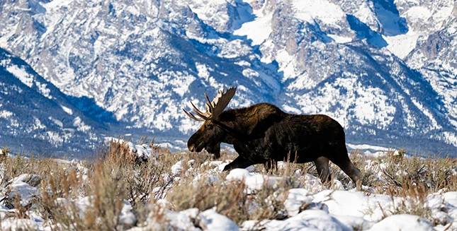 a moose with antlers walking in the snow