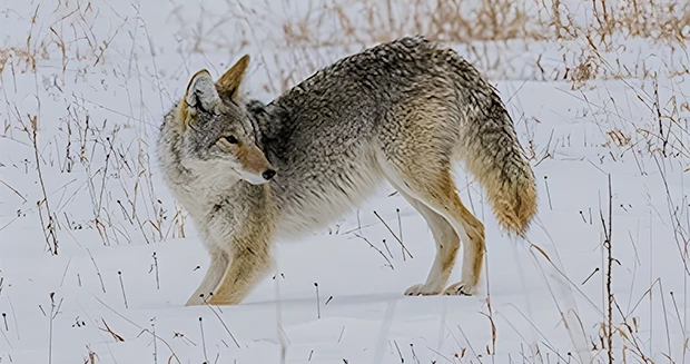 a coyote standing in the snow