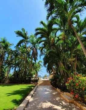 a path between palm trees