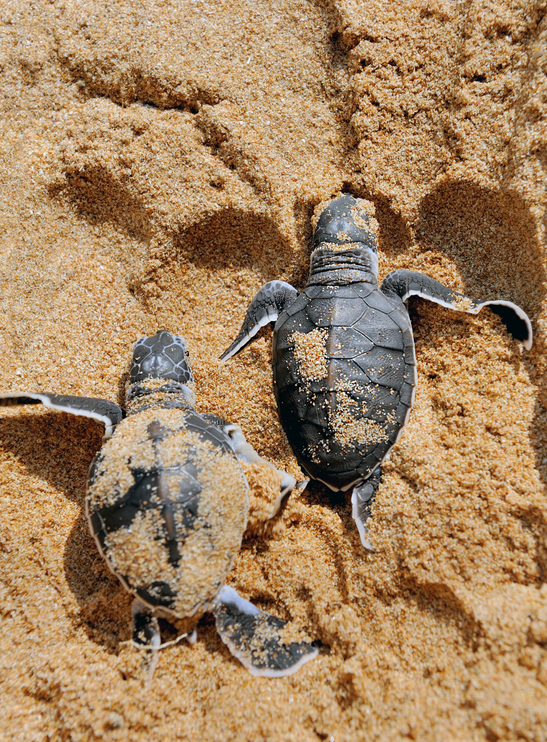 a baby turtles on sand