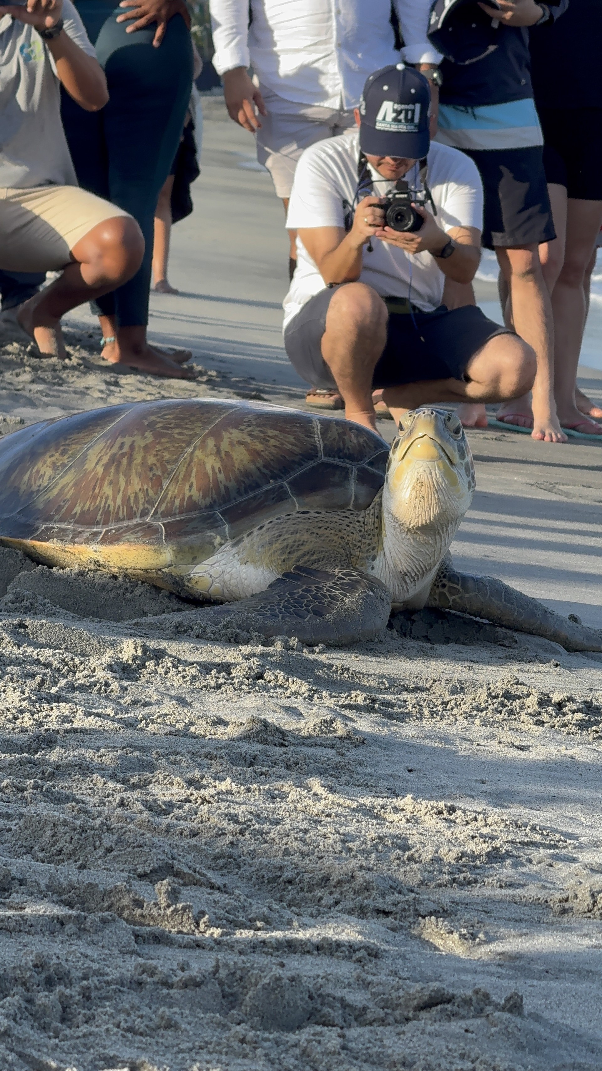 a turtle on the sand