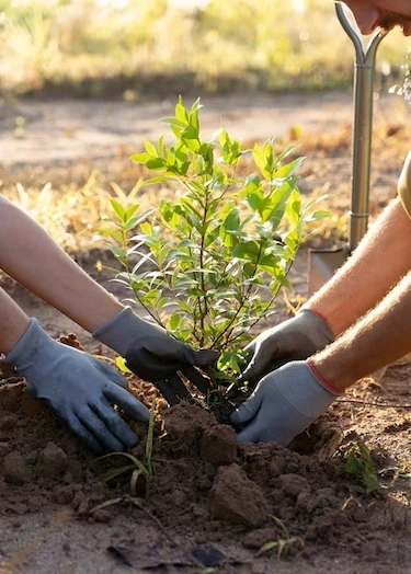 a pair of hands planting a small plant