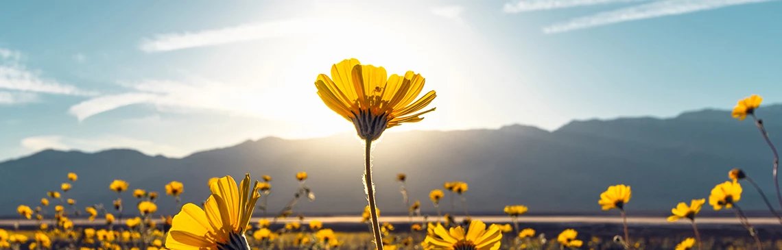 a close up of a yellow flower