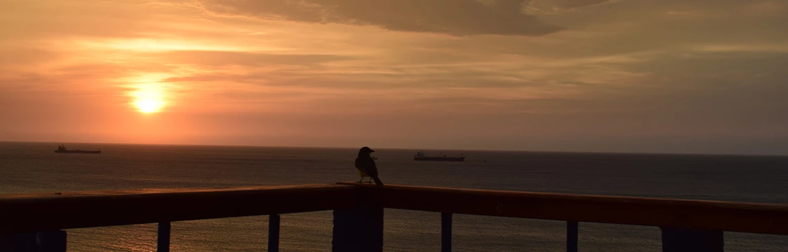a bird on a railing overlooking the ocean