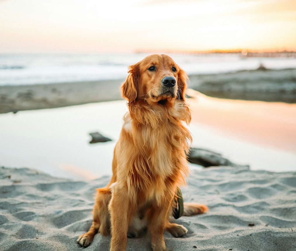 a dog sitting on sand near water