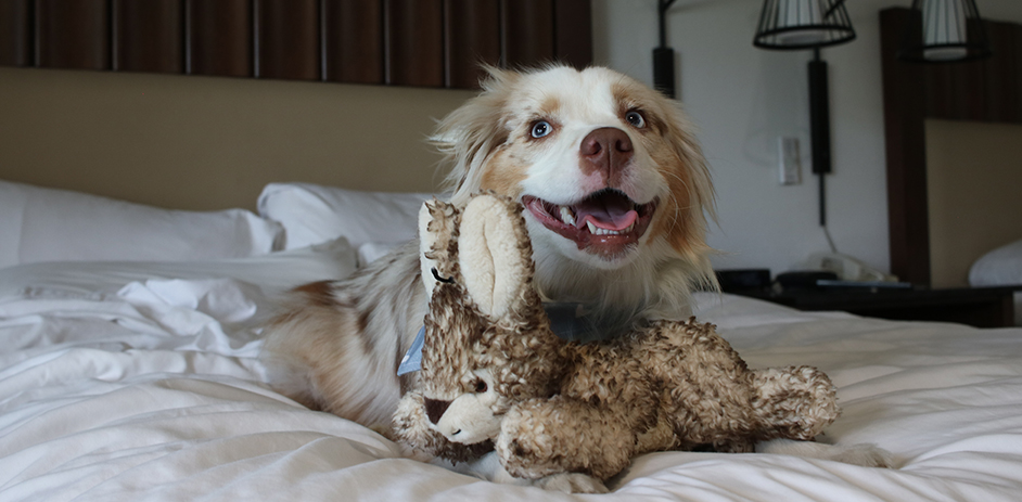 a dog lying on a bed with a stuffed animal