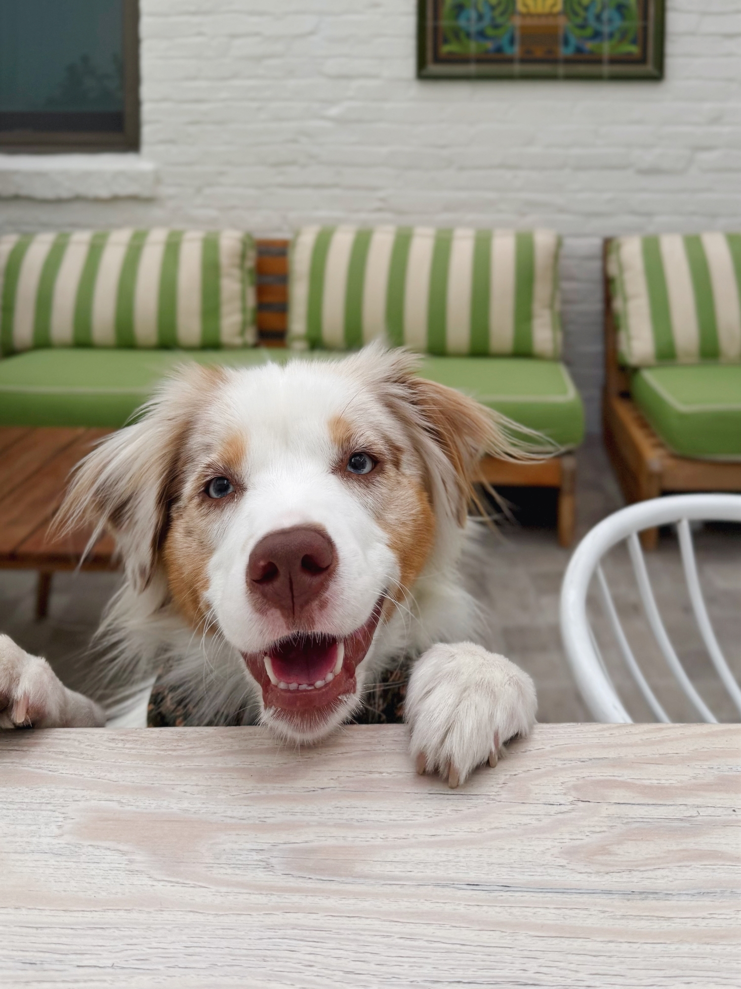a dog looking over a table