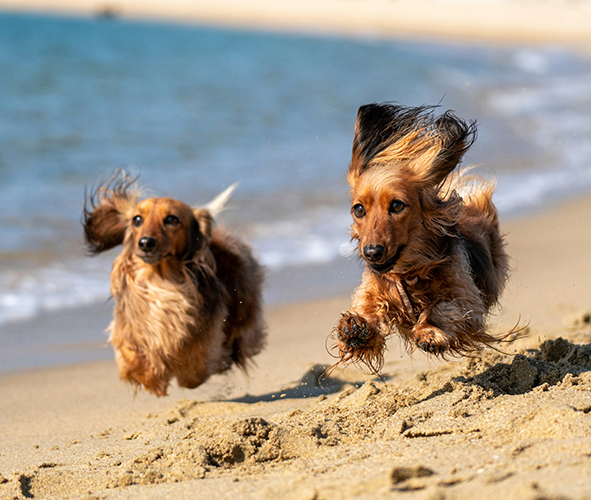 two dogs running on a beach