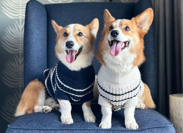 two dogs wearing sweaters sitting on a chair